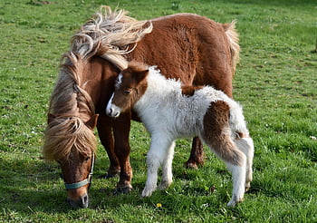 pony shetland, animali, pascolo, equini, puledro, piccoli cavalli, cavalli, criniera, prateria, campo, natura