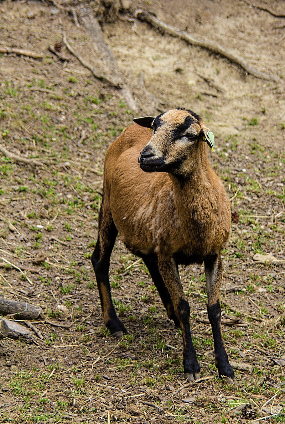 goat, animal, livestock, mammal, herbivorous, agriculture, farm