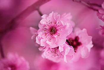 flores, rosa, ροζ, άνθινος, τριαντάφυλλο, ΤΡΙΑΝΤΑΦΥΛΛΟ, ρομαντικός, ροζ τριαντάφυλλο