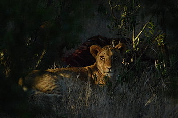 lion, safari, predator, nature, africa, carnivore, kenya, animals, lioness