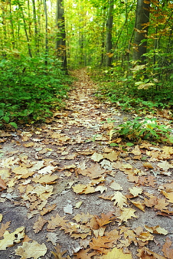 Pfad, Wald, der Herbst, Bäume, Blätter, Nieder, Farben, Grün, Gelb, eisenhaltig, Boden