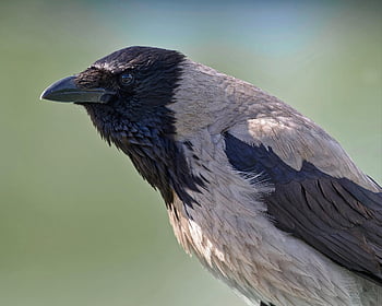 bird, hooded Crow, crow, animal, feathers, plumage, beak, bill, nature, close Up