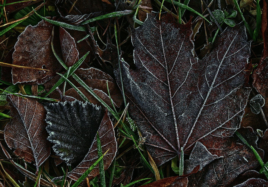 leaf, hoarfrost, ripe, nature, early, cold, frozen, ice Crystals, fall, winter, mood