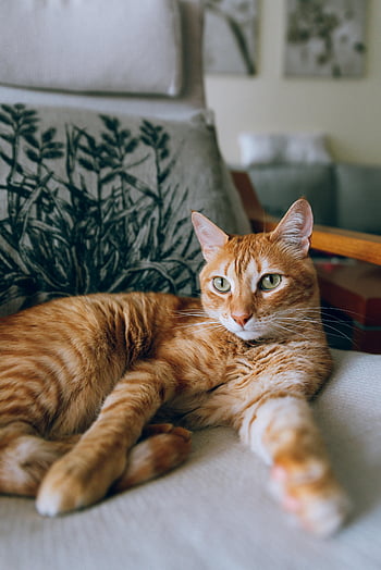 orange tabby cat, lying on chair, comfortable chair, indoors, relaxation, lounging cat, cozy setting, pet photography, home decor, animal relaxation, indoor pet