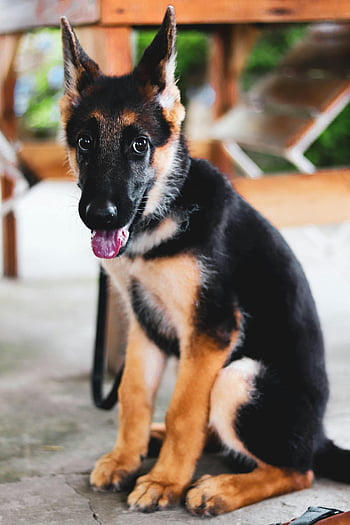 Black and Tan German Shepherd, cute puppy, tongue out, sitting outdoors, loyalty, German Shepherd, puppy photos, outdoor photos, cute dogs, loyal dogs, black and tan dogs