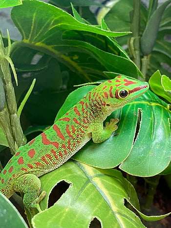 geco del Madagascar, geco verde, geco rosso, foglie verdi, colori vibranti, textures, lucertola, rettile, natura, pianta