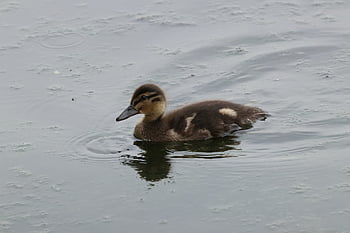 anadón, pato real, Pato, pájaro, animales, pico, agua, naturaleza, lago, linda, joven