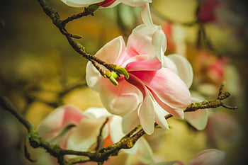 magnolia, bellissimi fiori, ramo, sfondo di fiori, fiore, fiorire, fioritura, rosa, bianca, fiori, pianta