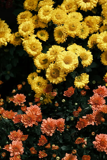 yellow chrysanthemums, orange chrysanthemums, vibrant flowers, autumn flowers, full bloom, stunning display, yellow flowers, orange flowers, chrysanthemums in bloom, autumn beauty, floral display