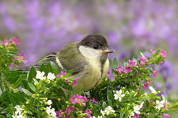 animal, bird, great Tit, parus Major, songbird, young, foraging, nature, spring, garden