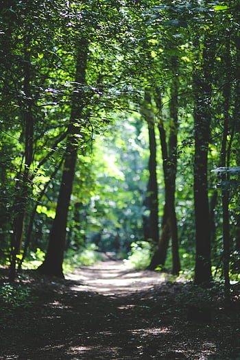 sentiero nel bosco, vegetazione lussureggiante, Passa naturale tranquilla, foresta pacifica, alberi, natura, all'aperto, verde, luce del sole, sereno, bosco
