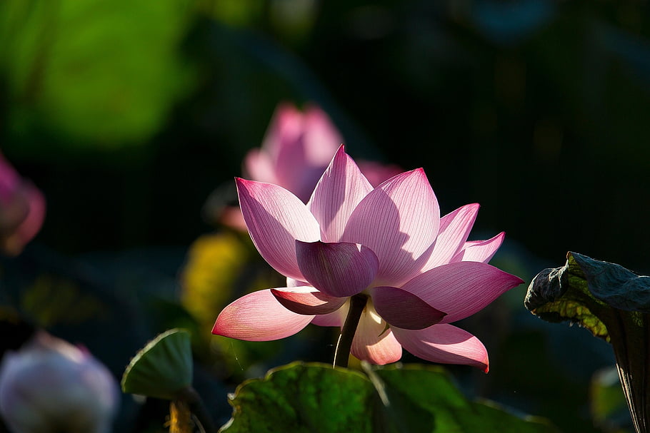 lotus, květ, květinové pozadí, lotosový květ, růžový květ, okvětní lístky, růžové okvětní lístky, krásné květiny, vodní rostliny, květinové tapety, flóra