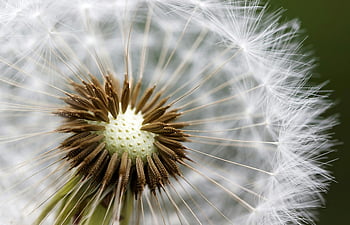 macro photography, white dandelion, intricate seeds, delicate nature, florets, close-up, nature details, dandelion seeds, macro shot, white flower, nature photography
