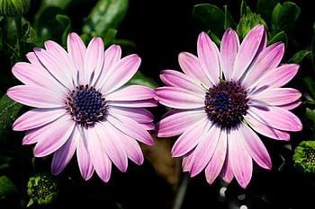 the See Super Maximum, osteospermum, african Daisy, daisy, chrysanthemum, flower, wildflower, plant, petal, flower Gardens, nature