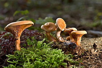 champignons, natuur, paddestoel, fungus, mos, grond, planten, Bos, herfst