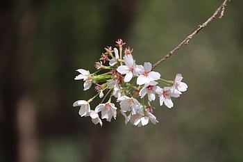 flowers, flower Wallpaper, flower Background, cherry Blossoms, petals, branch, blossoming, blooming, sakura, flora, sakura Tree