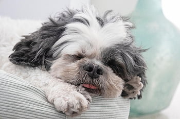 shih Tzu, dog, pet, animal, sleeping, nature, canine, pooch, cute, tongue, dog Bed