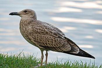 bird, caspian Gull, gull, caspian, wingate, feathers, beak, nature, standing, grass, lakeshore