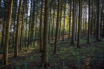 drzewa, Las, lesisty teren, polana, runo, liściasty, drzewa liściaste, pnie drzew, Natura, krajobraz