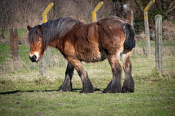 horse, brown Horse, farm Animal, draft Horse, mount, nature, mammal, farm Horse, belgian Horse, equines, horse Background