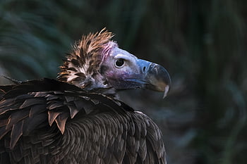 uccello, avvoltoio, Avvoltoio dalle orecchie, natura, ornitologia, specie, fauna, animale, becco, rapaci, uccelli rapaci