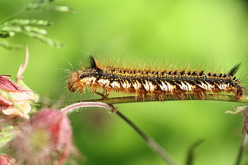 caterpillar, insect, drinker Moth, plant, larva, wildlife, twig, hairy, crawl, nature, close Up
