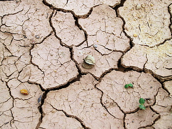 cracked soil, dry earth, drought, minimal vegetation, close-up, brown soil, cracked earth, arid land, environmental issues, climate change, desertification
