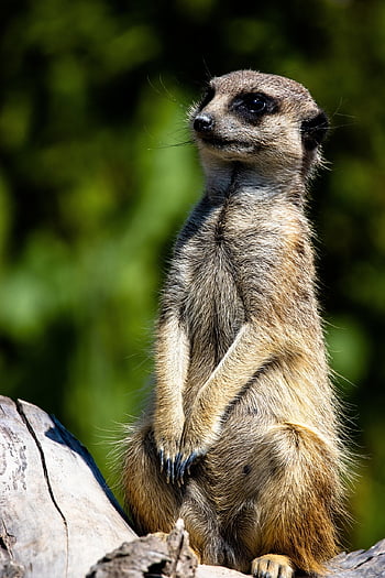 meerkat, wildlife, nature, animal, suricate, mammal, mongoose, fauna, zoo, guardian, africa