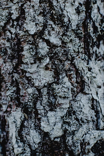 tree trunk, close-up photography, tree bark, intricate details, rough texture, nature close-up, tree texture, bark texture, natural patterns, tree surface, forest photography