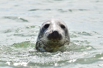north Sea, sea Animal, marine Mammal, animal, nature, wildlife, seal