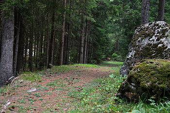 orman, ağaçlar, Çam ormanı, kozalaklı ağaçlar, iz, yol, ağaç altındaki çalılık, yosun, doğa, çevre, peyzaj