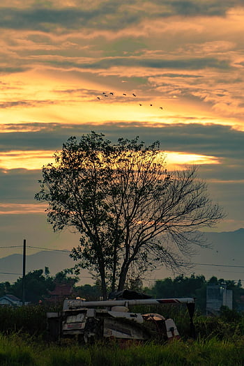 tree, alone, sky, landscape, lonely, nature, field, bird, fly, industry, sunset