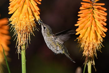 anna's Hummingbird, hummingbird, flower Wallpaper, bird, flower Background, beautiful Flowers, flowers, beak, wings, feathers, plumage