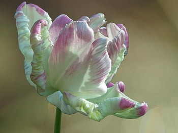 papukaija tulppaani, kukka tausta, libretto papukaija, kevät, vihreä, luonto, valkoinen, vaaleanpunainen liekki, kukka tapetti, tulppaani, kauniita kukkia