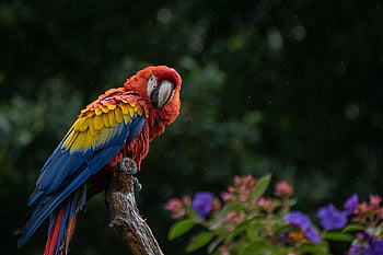 Papoušek, Příroda, pták, cacatua, kakadu, zvíře, ptačí