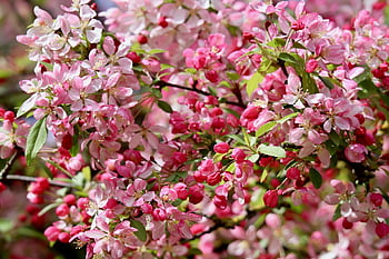 apple Blossom, nature, blossom, flowering Branch, petals, apple Tree, pink Flowers, bud, spring, blooming Branches