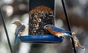 bird, feeder, nature, seed, food, animal, wildlife, colorful, beak, feathers, wings