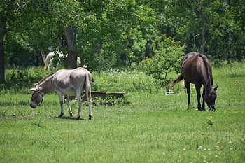 Esel, Säugetier, Tier, Wiese, Feld, Pferd, Mähne, Maultier, Essen, Fütterung, Bauernhof