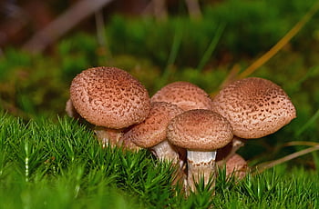 houby, mech, les, Medové houby, armillaria mellea, muchomůrky, plodnic, lesní podlaha, Příroda, detailní