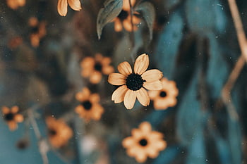 검은 수잔, 노란 꽃, 얕은 포커스, 근접 사진, 피는 꽃, 소프트 중심 배경, 꽃 이미지, 자연 사진, 정원 꽃, 자세한 클로즈업, 야외 꽃