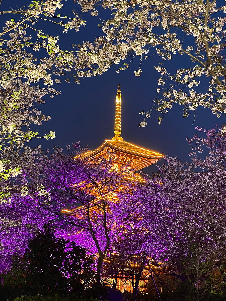 pagoda, temple, night, lights, cherry Blossom, flowers, branches, trees, building, evening, japanese