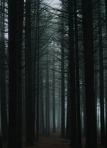 alberi, foresta, boschi, sottobosco, alberi alti, tronchi d'albero, alberi spogli, sentiero, pista, sentiero nel bosco, sentiero didattico