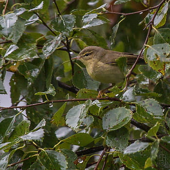 vrbový pěnice, severní, Phylloscopus Trochilus Acredula, pták, Norsko, zahrada, letní, kánon 70d, Canon EF 100-400, zpěvní ptáci, Evropa
