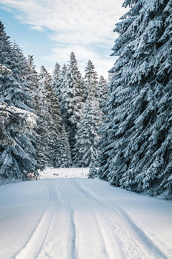 sněhové pole, zimní les, Snow-pokrytá cesta, Frosty jehličnany, klidná krajina, zimní scenérie, zasněžené cesty, lesní cesta, zasněžené stromy, zimní říše divů, mrazivé stromy