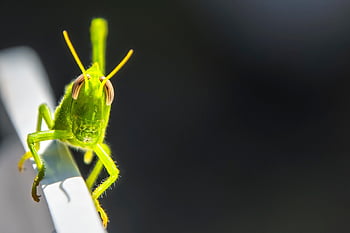 grasshopper, insect, green, mantodea, nature, animal, entomology, close Up, wildlife, bug, macro