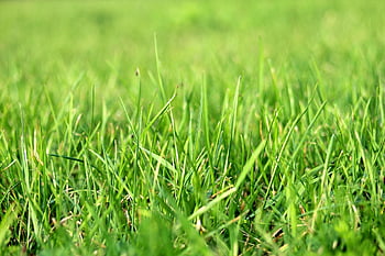 grass, grassfields, grassland, lawn, blades, green, nature