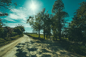 rural dirt road, tree shadows, bright sun, serene nature, tranquility, rural landscape, tree-lined road, sunny day, natural scenery, outdoor scene, peaceful environment
