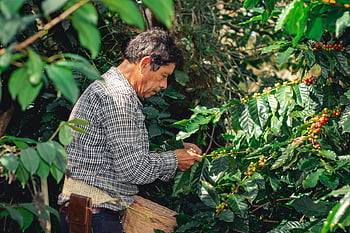 coffee harvest, Xicotepec, Mexico, farmer, ripe coffee cherries, coffee plantation, Puebla, coffee picking, agricultural work, coffee beans, coffee tree