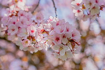třešňové květy, květiny, jaro, růžové květy, sakura, květ, jarní probuzení, poboček, třešeň, strom, rostlina