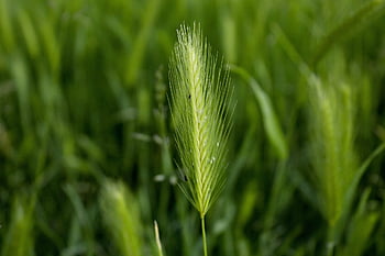 grass, wild Grain, wild Barley, weeds, dangerous, thorn, summer, nature, plant, green, injured
